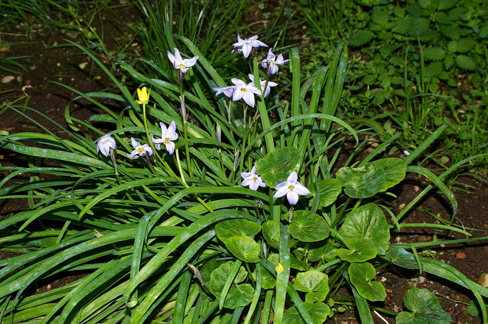 Ipheion uniflorum / Fiorestella  (pianta coltivata)